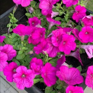 Meet your Posher, Reena